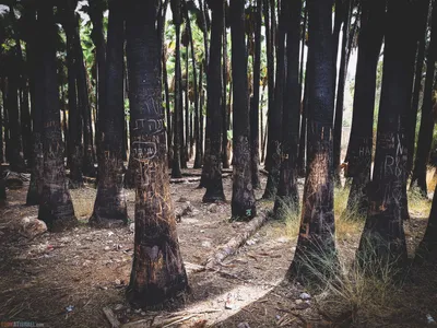 Wandering Rabbi - Черный лес - деревня - YouTube