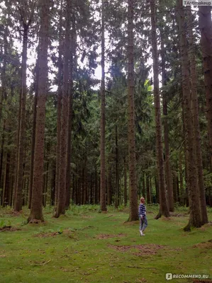 Черный лес Германия (69 фото) »
