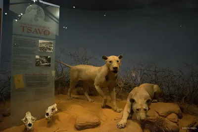 Чикаго музей естественной истории филда львы фото