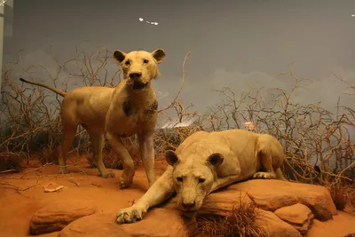 Львы в чикаго в музее естественной истории - 85 фото