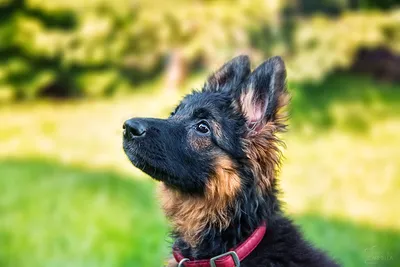 Красивая молодая чистая собака немецкой овчарки породы Стоковое Изображение  - изображение насчитывающей собач, кабель: 184506031