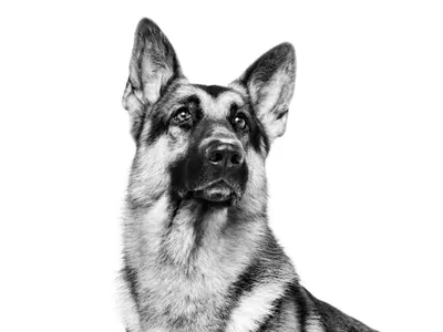 Красивая молодая чистая собака немецкой овчарки породы садясь Стоковое Фото  - изображение насчитывающей состав, поддержка: 184506052