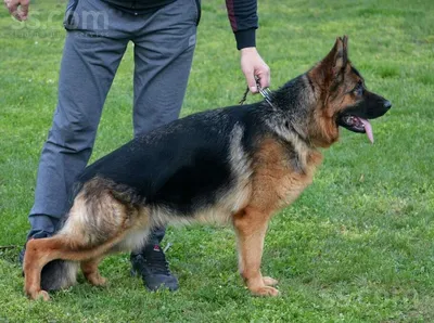 Немецкая овчарка: фото, описание породы, характеристика | Royal Canin