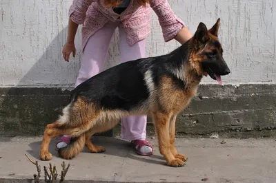 Черный длинношерстный щенок немецкой овчарки раб. разведения чистая DDR  линия в Краснодаре