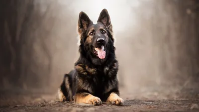 Dog German Shepherd Happiness Good Art Собака Немецкая Овчарка Счастье  Добро Арт | Немецкие овчарки, Овчарка, Собачьи портреты