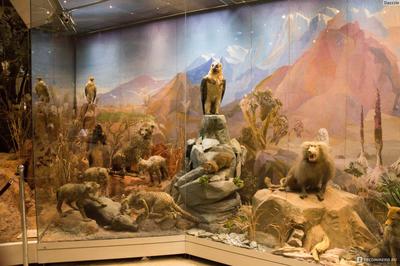 5 интересных фактов о Дарвиновском музее