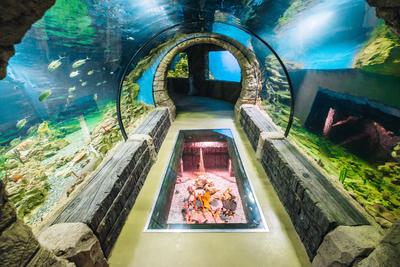 В Екатеринбурге открылся первый океанариум на Урале: Общество: Облгазета