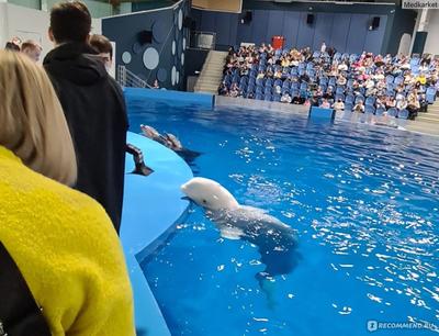 Дельфин Фест | дельфин шоу Екатеринбург кЕб 2022 купить билет  Екатеринбургский океанариум