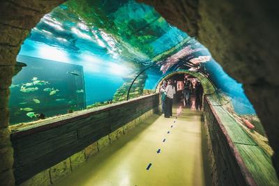 В Екатеринбурге открылся первый океанариум на Урале: Общество: Облгазета