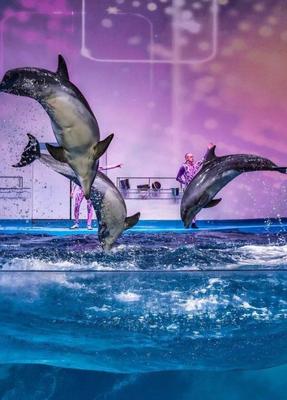 Развлекательное мероприятие «Передвижной дельфинарий: Пираты Карибского  моря» в Красноярске — Афиша : REDOMM.RU