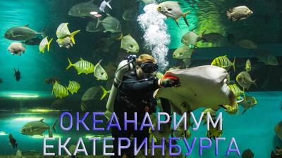 Дельфинарий в Екатеринбурге достроят в апреле 2018 года - 22 ноября 2017 -  Е1.ру