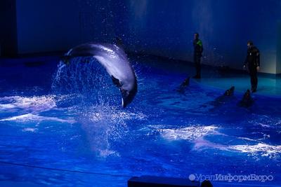 Через год в Екатеринбурге откроют первый дельфинарий-океанариум — РБК