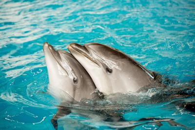 Единственный в Татарстане дельфинарий оказался на грани выживания -  Российская газета