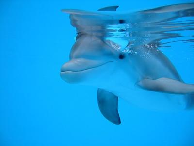 Военнослужащие и их семьи посетили челнинский дельфинарий | 31.03.2023 |  Набережные Челны - БезФормата