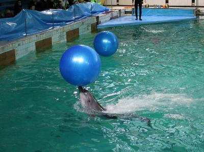 Как мы посетили дельфинарий Батуми, который был первым и единственным в  СССР | О счастье тут | Дзен