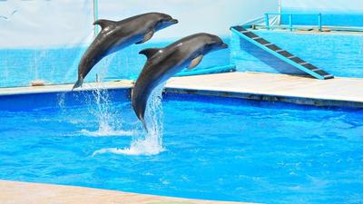 В Утриш — на встречу с можжевельниками и дельфинами 🧭 цена экскурсии 7000  руб., отзывы, расписание экскурсий в Анапе