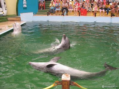 Набережночелнинский дельфинарий — Википедия