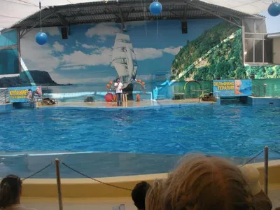Как мы посетили дельфинарий Батуми, который был первым и единственным в  СССР | О счастье тут | Дзен