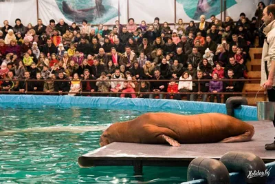 Дельфинарий на Притыцкого 27 в Минске (фото+цены на билеты) - туристический  блог об отдыхе в Беларуси