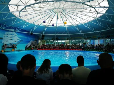 Дельфинарий Немо в Минске возле зоопарка 2022: расписание, цены билетов,  официальный сайт, адрес, купить билеты онлайн