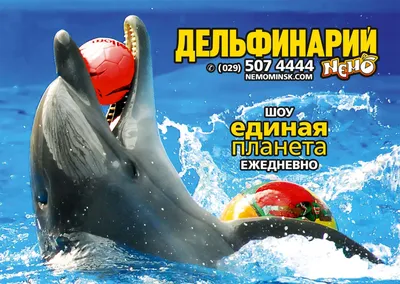 Дельфинарий «Немо» в зоопарке Минска. Обзор представления • Family.by