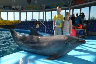 У дельфинов четкое понимание: двуногие — это веселье». Тренер рассказал,  как ладит со своими подопечными - Минск-новости