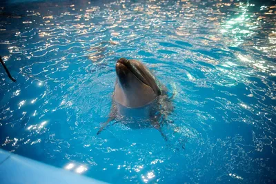 Минский Дельфинарий (@dolphinarium_minsk) • Instagram photos and videos