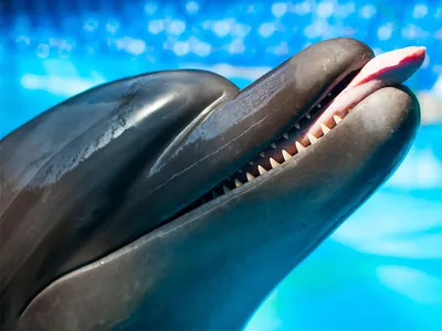 Дельфинарий в Минске откроют 29 сентября после реконструкции