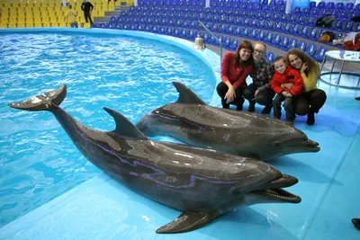 Дельфинарий в Минске: подробное описание, адрес, фото, отзывы