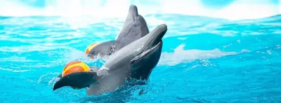 Минский Дельфинарий