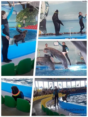 Минский Дельфинарий (@dolphinarium_minsk) • Instagram photos and videos