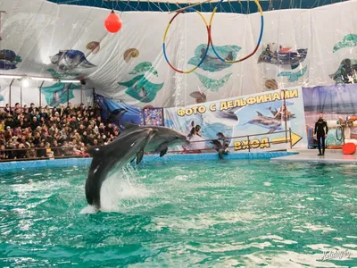 Дельфинарий Немо в Минске возле зоопарка 2022: расписание, цены билетов,  официальный сайт, адрес, купить билеты онлайн