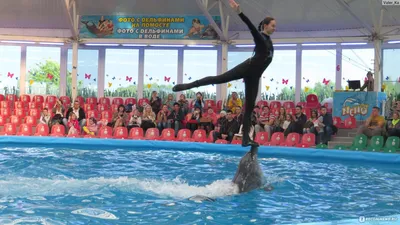 Дельфинарий Немо в Минске - Океанариум и шоу дельфинов в Беларуси - YouTube