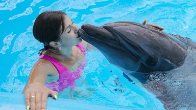Первый дельфинарий в Минске (фото, видео + цены на билеты) в зоопарке -  туристический блог об отдыхе в Беларуси