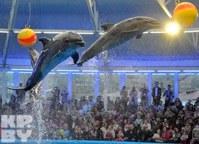 Смотрите, какая акция: релакс с дельфинами со скидкой 30% в Минском  дельфинарии от Slivki.by.