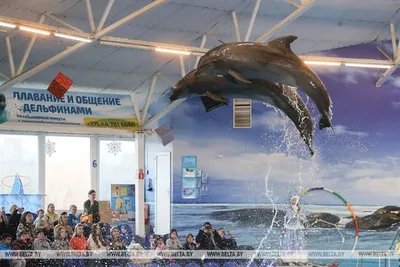 Минский Дельфинарий (@dolphinarium_minsk) • Instagram photos and videos