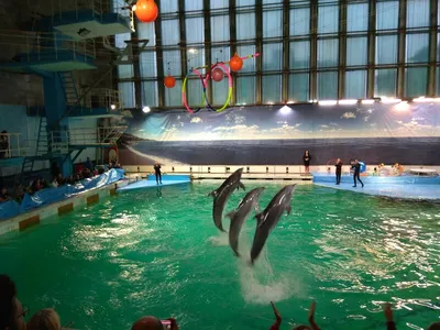 Дельфинарий при московском зоопарке, Москва - «Выступления дельфинов,  морского котика и белухи зарядят позитивом! Море удовольствия обеспечено,  эмоции будут зашкаливать от увиденного, а разочарование не наступит :)» |  отзывы