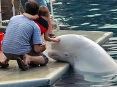 Файл:RIAN archive 374826 White whales performing at the Moscow Zoo  dolphinarium.jpg — Википедия