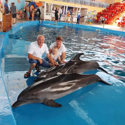 Московский Дельфинарий #москва #дельфин #белуха #игра #вода #прыгают ... |  TikTok