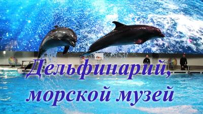 Дельфинарий омск - Передвижной дельфинарий в Омске: расписание  представлений. holidaycalls.ru
