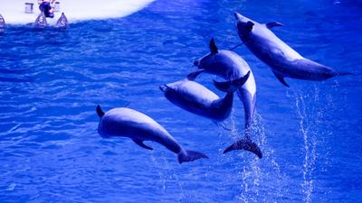 Большой Сочинский Дельфинарий в Ривьере — Аnimal-star