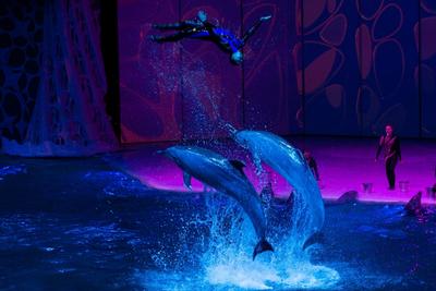 Больше не работает: Центр плавания с дельфинами, океанариум, Москва,  проспект Мира, 119, стр. 23 — Яндекс Карты