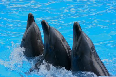 Дельфинарий в Новосибирске: подробное описание, адрес, фото, отзывы