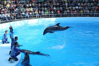Дельфинарий Новосибирска «Дельфиния». Цены 2024, билеты, расписание,  океанариум, как добраться – Туристер.Ру