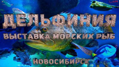 Новосибирский океанариум | ВКонтакте
