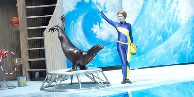 Новосибирский дельфинарий откроется в начале августа | НДН.Инфо