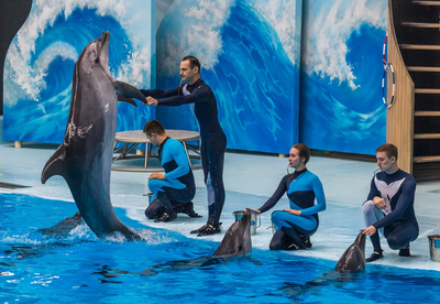 В Новосибирске Городецкий и Локоть с помпой открыли дельфинарий,  построенный Кокориным | Последние Новости Омска и Омской области | БК55
