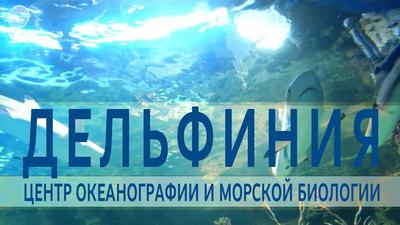 Дельфиния - центр океанографии и морской биологии, Новосибирск -  «Океанариум в Новосибирске. Куда сходить кроме зоопарка? Интересно ли детям  в океанариуме? » | отзывы