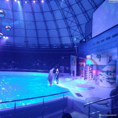 Дельфиния, дельфинарий, ул. Жуковского, 100/4, Новосибирск — Яндекс Карты
