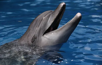 Дельфинарий в Новосибирске: заточение или шанс выжить? - РИА Новости,  01.03.2020